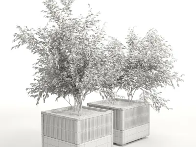 Icaria plant in wooden box 3D model