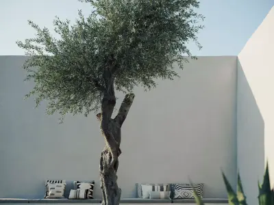 Olive Tree 3D model