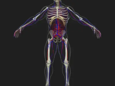 Male And Female Circulatory System Anatomy 3D model