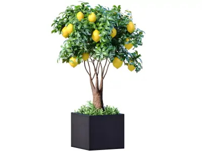 Lemon tree in a modern potted flowerpot Decorative Citrus Fruit  3D model