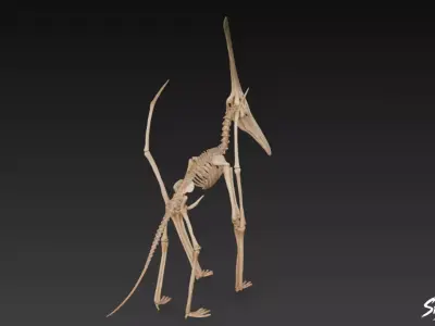 Pteranodon fossil Low-poly 3D model