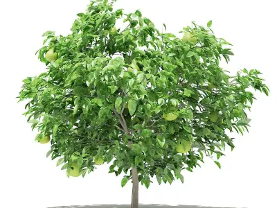 Pomelo Tree with Fruits 3D model