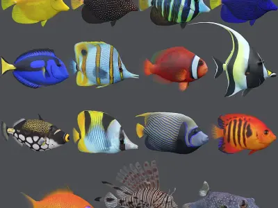  Coral Reef Fish Collection 