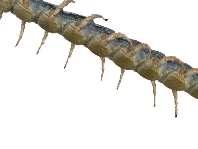  CENTIPEDE SCOLOPENDRA INSECT BEETLE 