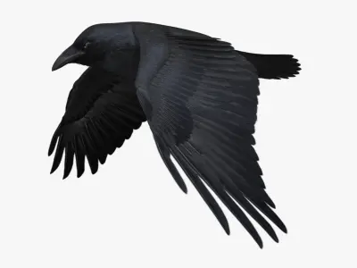  Corvus Cryptoleucus "Chihuahuan Raven" 