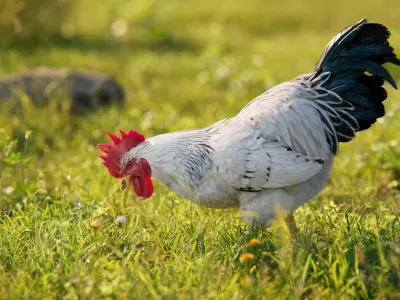  White Cock Animated 