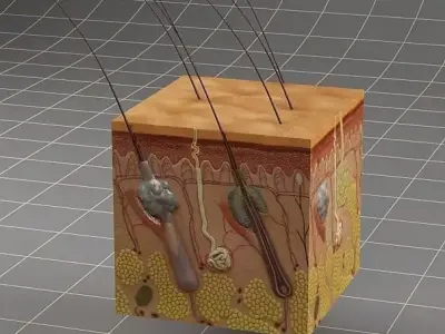 Anatomy skin 3D model