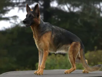  German Shepherd RIGGED 