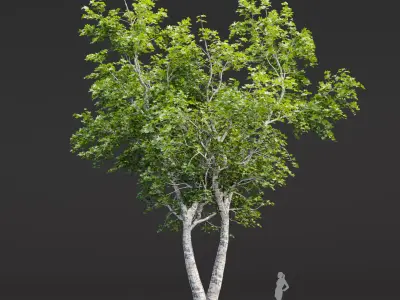 Trees collection vol 250 3D Model Pack