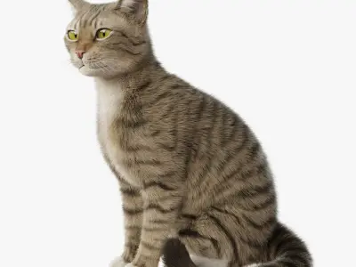  Cat Gray Tabby Rigged Animated 