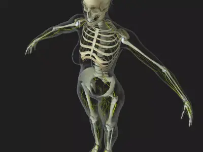 Central Nervous System with Skeleton Female 3D model