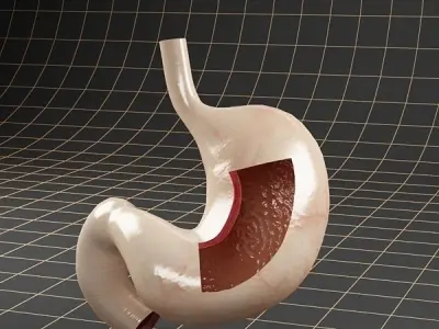 Anatomy stomach section 3D model