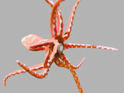 Red Alien Squid Rig 3D model