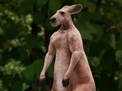  Kangaroo 