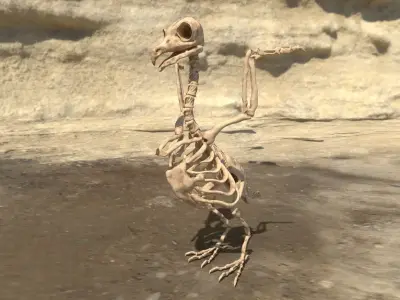 Birds - Skeletal  Low-poly 3D model purchase