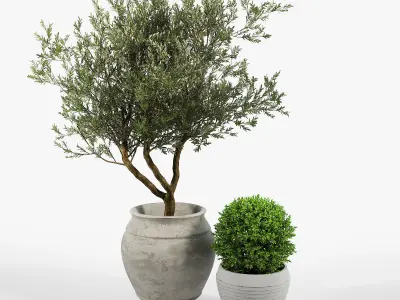 CB2 Set three potted plants 3D model