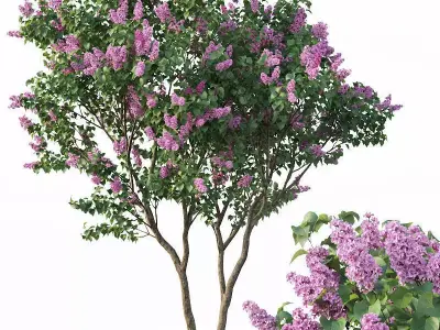 Lilac Syringa vulgaris Nr3 - Tree 3D model