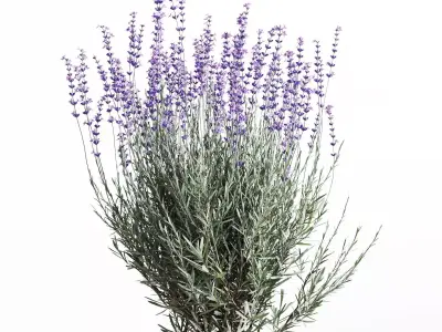 Lavender Bush Set  6 Unique Forms 3D model