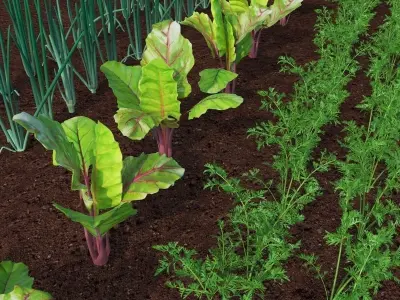 Vegetable patch Low-poly 3D model