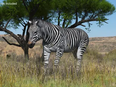  Zebra Adult Walking Fur 