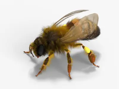  Honey Bee Insect Eating Animated Fur Rigged For Blender 
