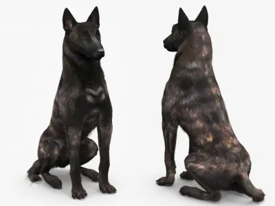  Dutch Shepherd Dog Sitting Fur 