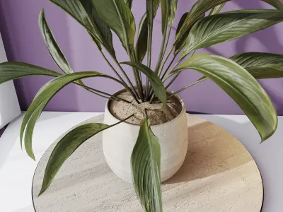 Plants Spathiphyllum Wallisii Bellini Peace Lily Domino Set02 3D model