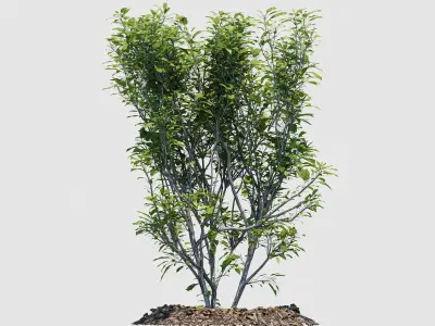 Hedge Bush 3D model