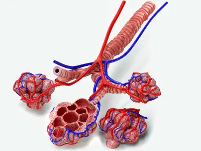 Alveoli with CrossSection Low-poly 3D model