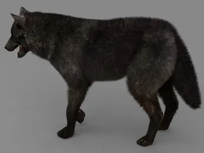 WOLF rigged character 3D model