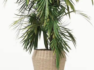 Indoor Plant 01 3D model order