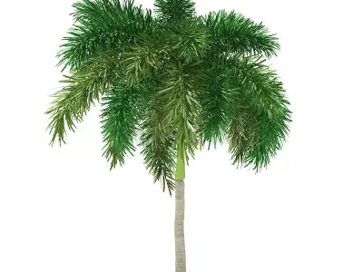 Foxtail Palm Tree 3D Model 6m 3D model