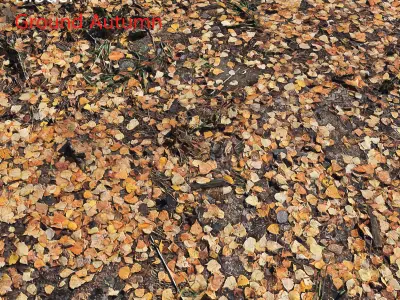 Ground autumn scan 3D model
