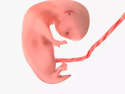 7 Weeks Human Fetus Low-poly 3D model