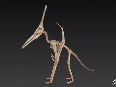 Pteranodon fossil Low-poly 3D model