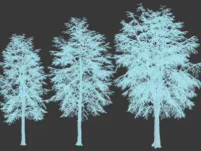 Tilia europaea Nr 7 H11-14m Three winter tree set 3D model