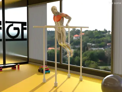  Anatomy Male Muscular System Chest Dip 