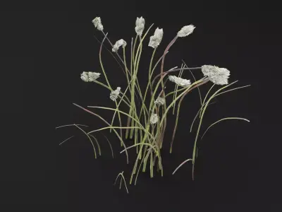 Eriophorum Plant Low-poly 3D model purchase