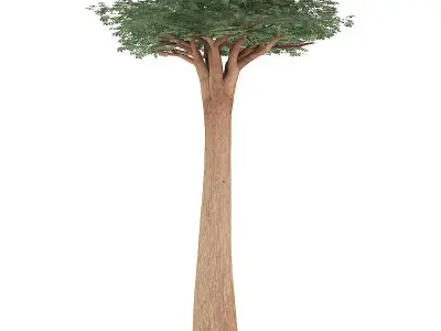 Baobab Tree 3D model