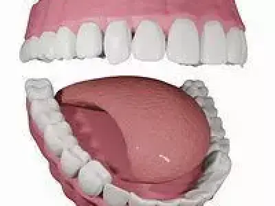 Teeth with Gums and Tongue Rigged 3D Model 3D model