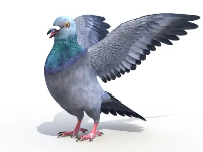  Pigeon 