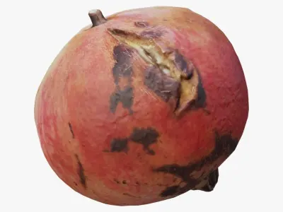 Pomegranate Scan  Free low-poly 3D model