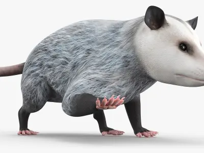  Opossum Eating Animated Rigged for Cinema 4D 
