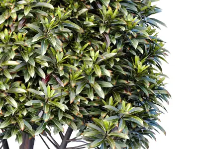 Decorative tree in a modern black  pot vase urn 3D model