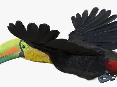  Flying Keel Billed Toucan Fur for Cinema 4D 