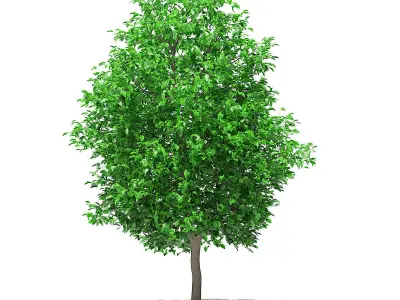 Grapefruit Tree 3D model