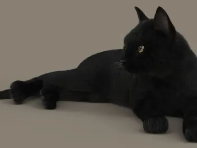  Cat (2) (Black) (RIG) (FUR) 