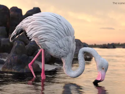  White Flamingo Bird in Feeding Pose 