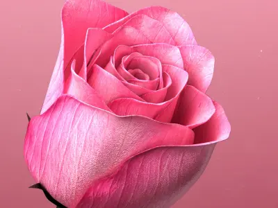  3d Rose Animated Rose Bloom 