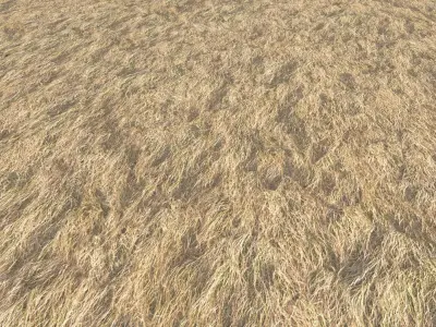Dry grass field 2 PBR Texture